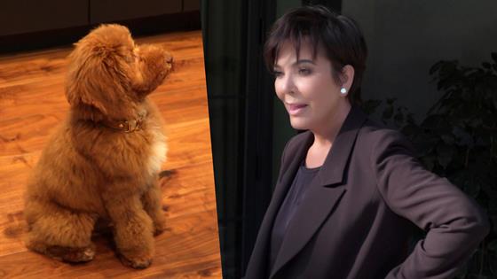 Celebrity Dog Training With Kris Jenner & Corey Gamble