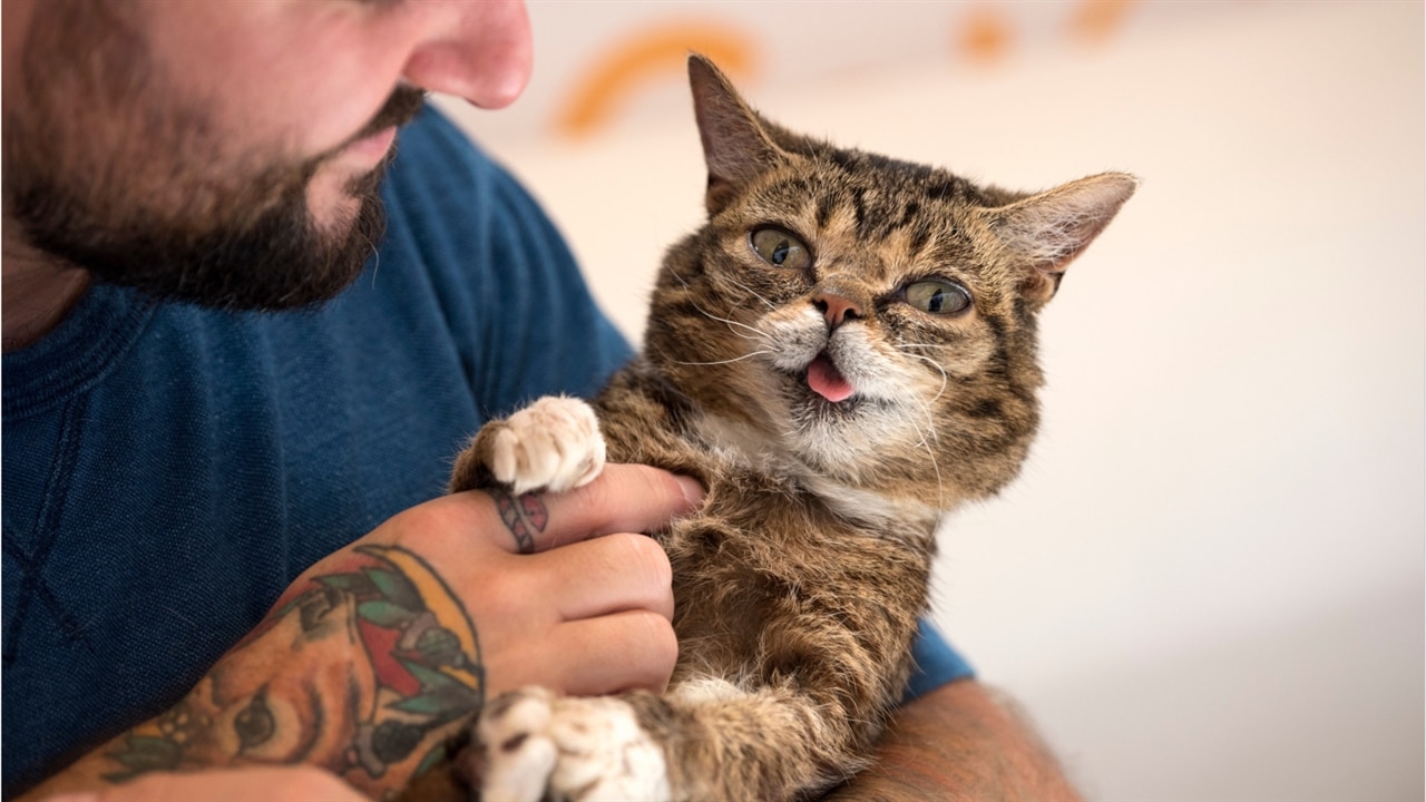 lil bub glow and purr