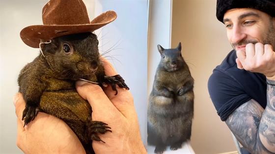 Peanut the Squirrel Euthanized by New York Authorities Per Owner