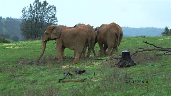 It List California A Canadian Elephant's Californian Retirement E
